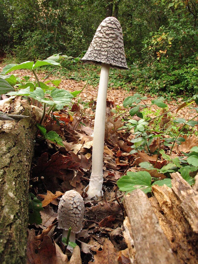 Passeggiata senza funghi